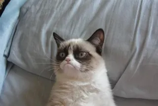 😒 Grumpy Cat gatto, scontroso, meme, animale, animale domestico, felino telegram sticker