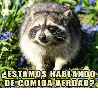 🤔 ¿ESTAMOS HABLANDO DE COMIDA VERDAD? rakun, makanan, hewan, pertanyaan, meme whatsapp sticker