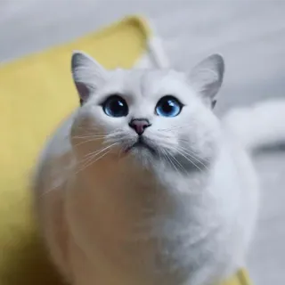 👀 gato, gato branco, olhos azuis, animal de estimação, animal, fofo, gato doméstico telegram sticker