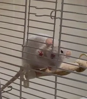 ☺️ rat, doigt d'honneur, offensant, cage, animal, rongeur, animal de compagnie telegram sticker