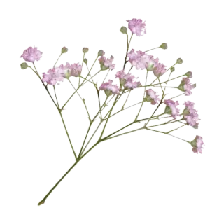 🧚‍♀ 꽃, 식물, 안개꽃, 플로럴, 자연 telegram sticker