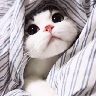 💘 кот, милый, животное, одеяло, питомец, котенок telegram sticker