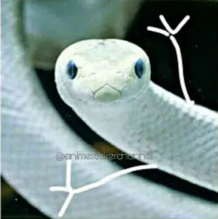 😆 Schlange, weiß, Tier, Reptil whatsapp sticker