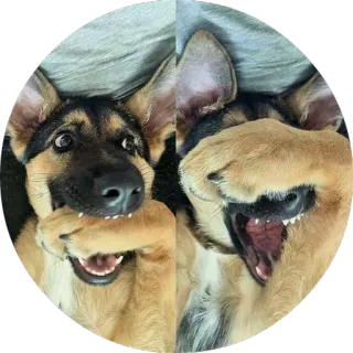 😳 dog, puppy, cute, playful, german shepherd telegram sticker