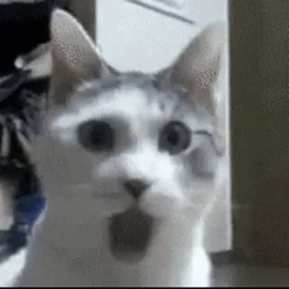 🙀 cat, animal, shocked, surprised, meme, funny telegram sticker