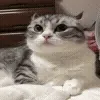 😡