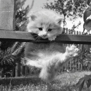 🖇 kitten, cat, cute, animal, fence, playful telegram sticker