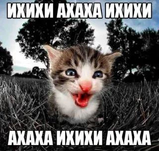 😂 ИХИХИ АХАХА ИХИХИ
АХАХА ИХИХИ АХАХА cat, kitten, meme, funny, laugh, lol, animal, cute whatsapp sticker