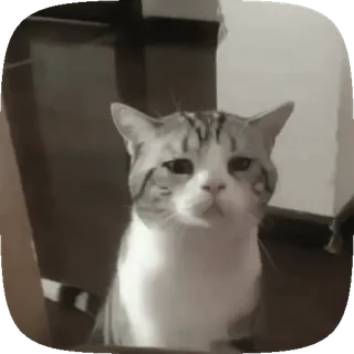 🥺 猫, 可爱, 动物, 宠物, 家养 telegram sticker