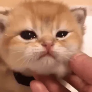 🥺 chaton, chat, animal de compagnie, animal, mignon, domestique, félin telegram sticker