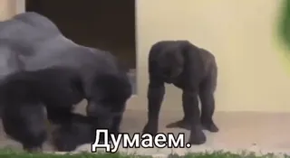 🤔 Думаем. 大猩猩, 动物, 动物园, 猿, 家庭 telegram sticker