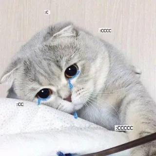 🥺 :C :CCCC :CCCCC kucing, menangis, sedih, air mata, hewan, imut telegram sticker