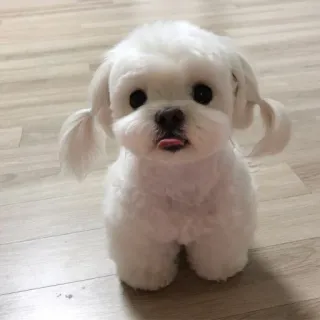 😝 dog, puppy, cute, white, maltese, pet, animal telegram sticker