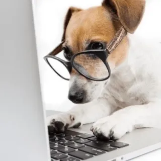 🥸 dog, laptop, glasses, computer, animal telegram sticker