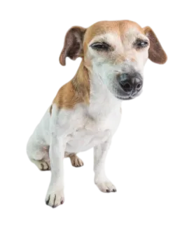🤨 собака, животное, питомец, милый, джек рассел терьер telegram sticker