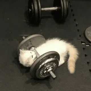 💪 Katze, Kätzchen, Gewichtheben, Fitnessstudio, Fitness, Hanteln, Übung telegram sticker