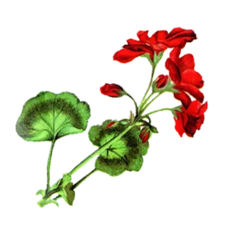 🌷 flor, vermelho, gerânio, planta, natureza, floral telegram sticker
