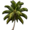 🥥