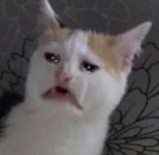 🎥 cat, sad, meme, animal, expression, funny telegram sticker