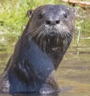 💢 otter, animal, nature, wildlife, mammal, water, cute telegram sticker