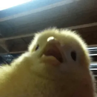 😖 Huhn, niedlich, Tierbaby, Vogel, Geflügel, Nutztier telegram sticker