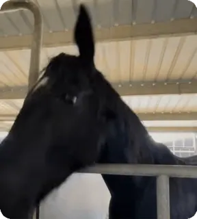 👍 caballo, animal, equino, establo, mamífero, caballo negro telegram sticker