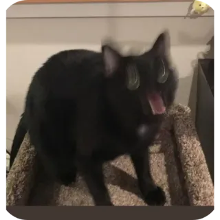 🐱 whatsapp sticker