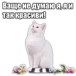 ❤️ Ваще не думаю я, я и так красиви! cat, white cat, cute, animal, beautiful, kitten telegram sticker