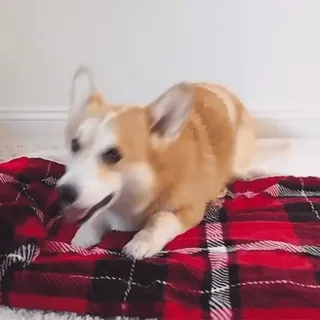 💤 corgi, perro, mascota, animal, lindo, manta roja telegram sticker
