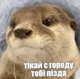 🏃‍♀️ тікай з городу, тобі пізда otter, animal, funny, meme, ukrainian, slang telegram sticker