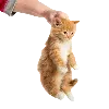 👋