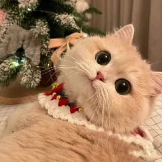🤩 cat, animal, cute, pet, domestic cat, kitten, christmas telegram sticker