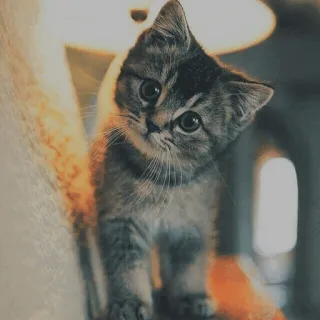 🐱 kotek, kot, słodki, zwierzę domowe, zwierzę, domowy telegram sticker