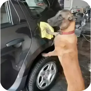 🚗 whatsapp sticker