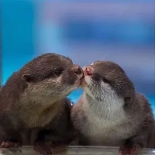 🦦 nutria, beso, lindo, animal, mamífero, fauna telegram sticker