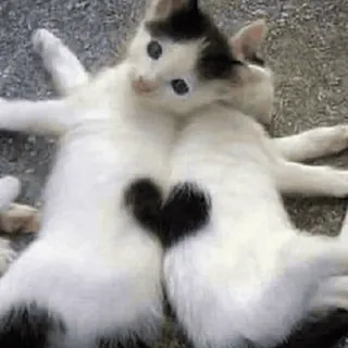 😱 gatti, gattini, cuore, amore, animali, carino telegram sticker