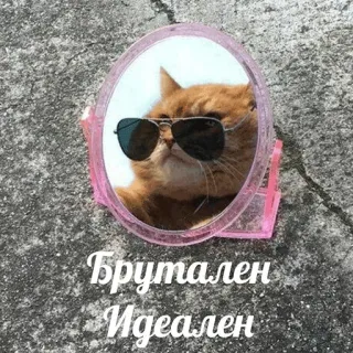 😎 Брутален 
Идеален kot, okulary przeciwsłoneczne, lustro, brutalny, idealny, zwierzę, słodki telegram sticker