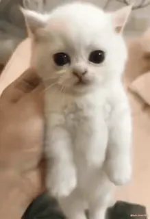 😼 猫, 小猫, 可爱, 动物, 宠物, 白色 whatsapp sticker