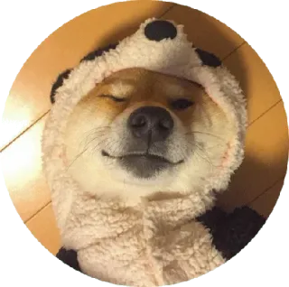 😮 pies, shiba inu, panda, kostium, słodki, zwierzę, zwierzak telegram sticker