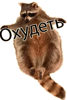 🙈 Охудеть guaxinim, animal, engraçado, russo, adesivo telegram sticker