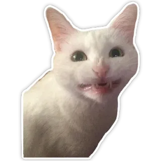 😀 gato, animal, engraçado, meme, gato branco, animal de estimação, fofo telegram sticker