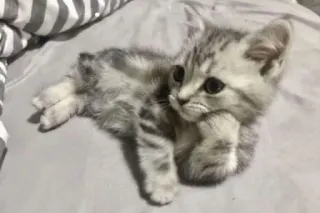 🤔 котёнок, кот, животное, милый, домашнее животное, домашний, кошачий telegram sticker