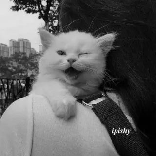 🕸 ipishy 猫, 小猫, 白猫, 宠物, 动物, 可爱, 眨眼 telegram sticker