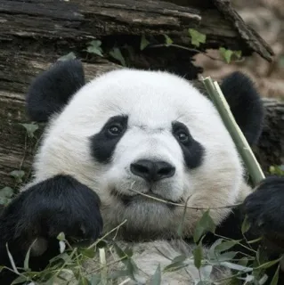🐼 Panda, Animal, Vida salvaje, Oso, Naturaleza telegram sticker