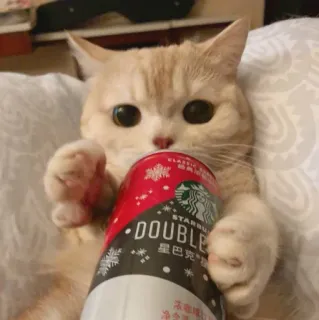 😻 DOUBLE gato, Starbucks, bebida, fofo, animal de estimação, animal, bebida telegram sticker