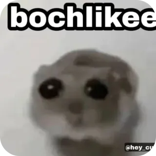 🐱 bochlikee telegram sticker