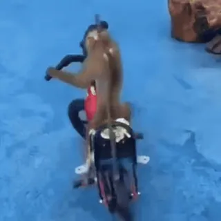 🚴♀️ monkey, motorcycle, animal, riding, primate, vehicle, nature whatsapp sticker