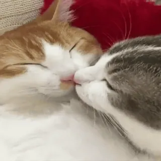 😙 кошки, животные, домашние животные, котята, милые, питомцы, кошачьи telegram sticker