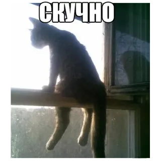 😣 СКУЧНО gato, aburrido, ventana, sentado, mascota telegram sticker