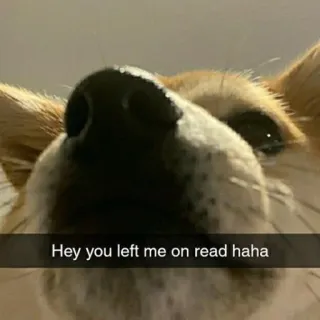 🥺 Hey you left me on read haha dog, read, haha, left on read, pet telegram sticker